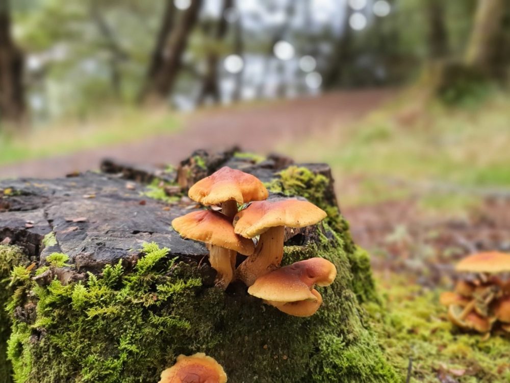 Pearl Harbour to Back Valley Hut in Manapouri - Pretty orange wild mushrooms growing along the side of the walk - Copyright Freewalks.nz
