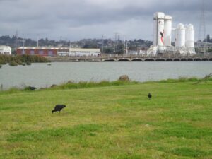 Mangere Bridge Pukeko family