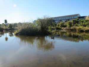 Ducks swim in the pond