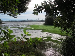 Papakura Inlets Walks