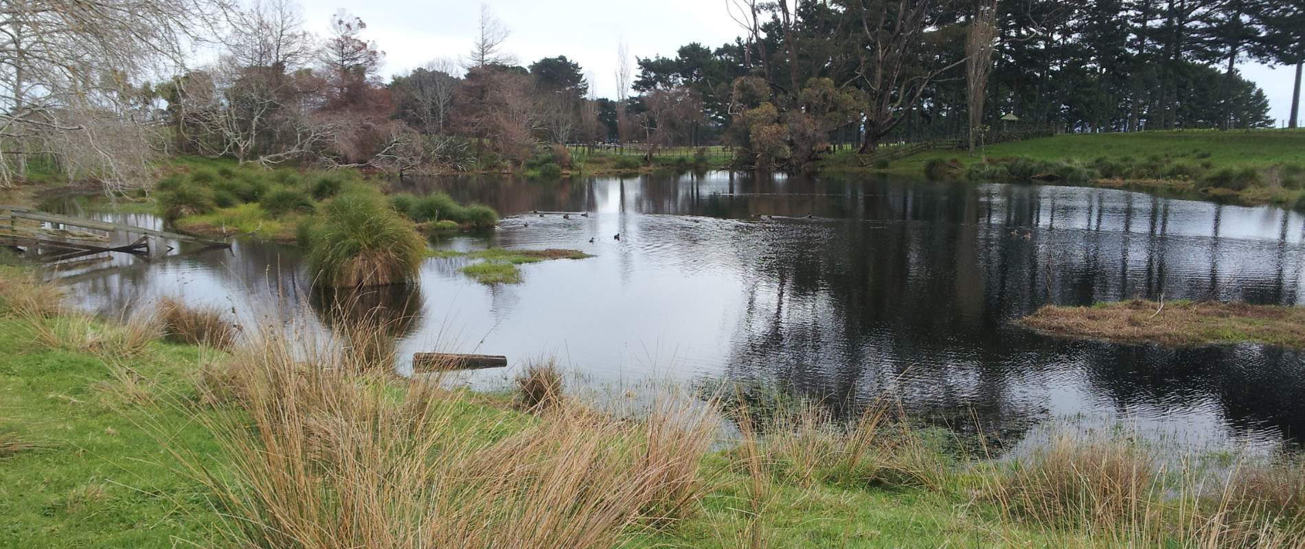 Puhinui Stream Forrest Walk