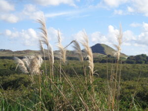 Weymouth Walkway with views out to Wiri Mountain