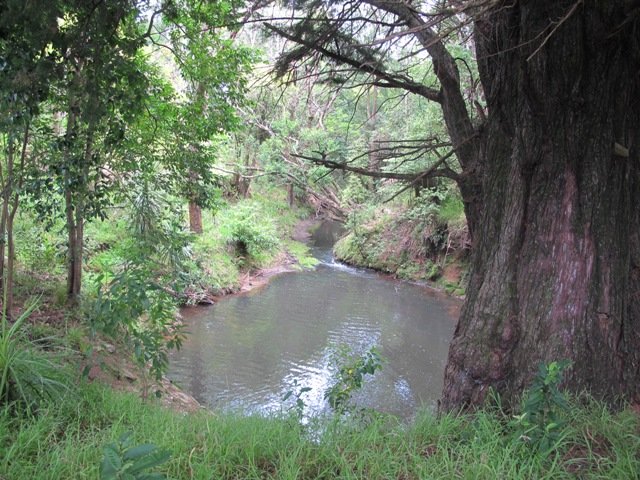 Looking at the Opanuku Stream