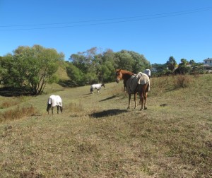 horse eating in the farm