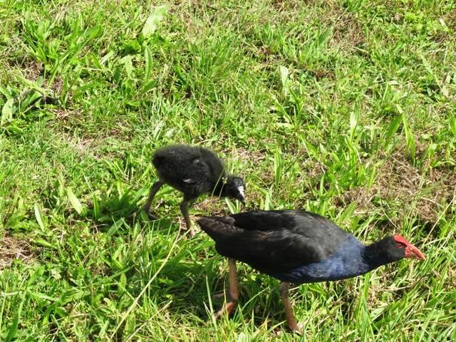 estuary bird at pigeon mountain