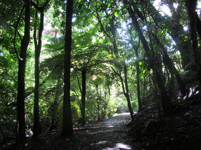 walk path view in the middle of fern and tree