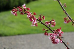 Auckland Botanic Gardens