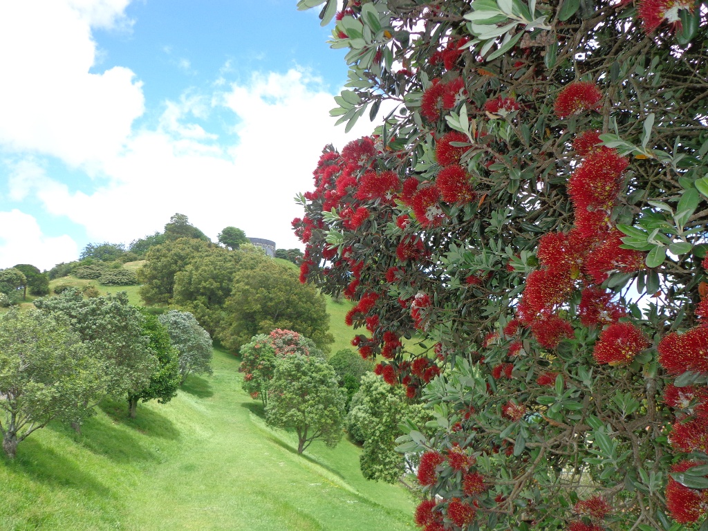 first pohutukawa when we walk on summer in auckland 2