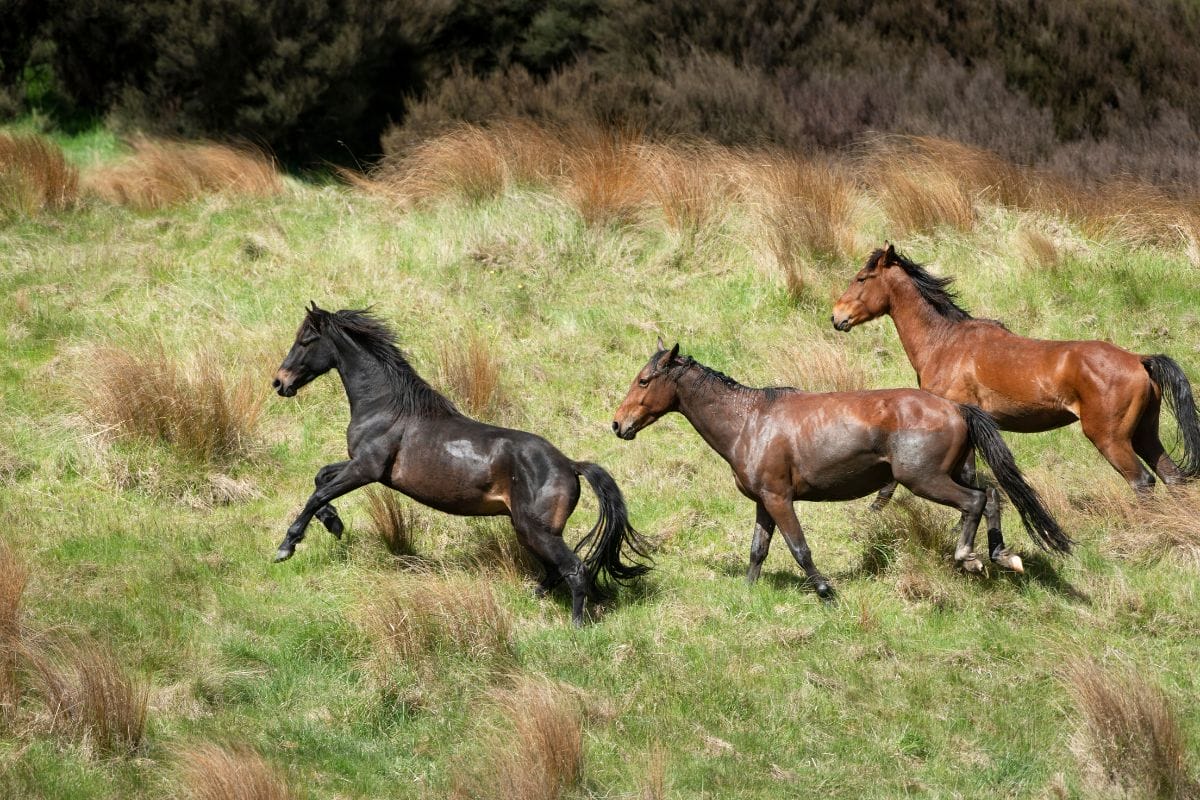 Kaimanawa wild horses near Taupo