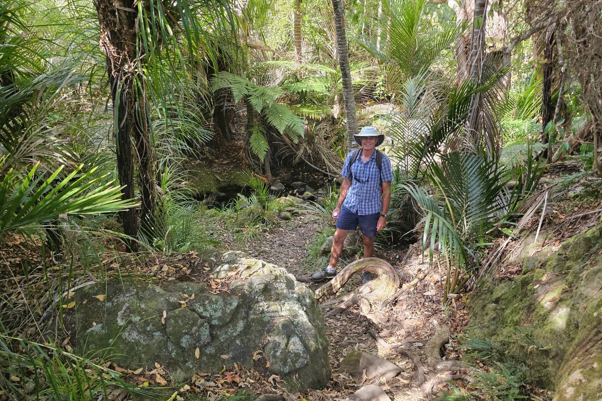 Typical bush walk in spring in the Bay of Islands