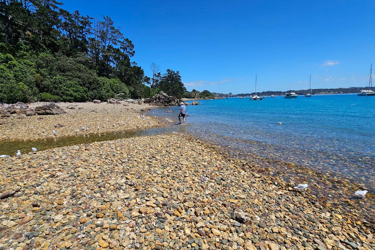 Walking at low tide between two islands at Kawau (1)