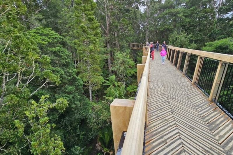 People walking across the massive wooden bridge on the Kauri Glen walk