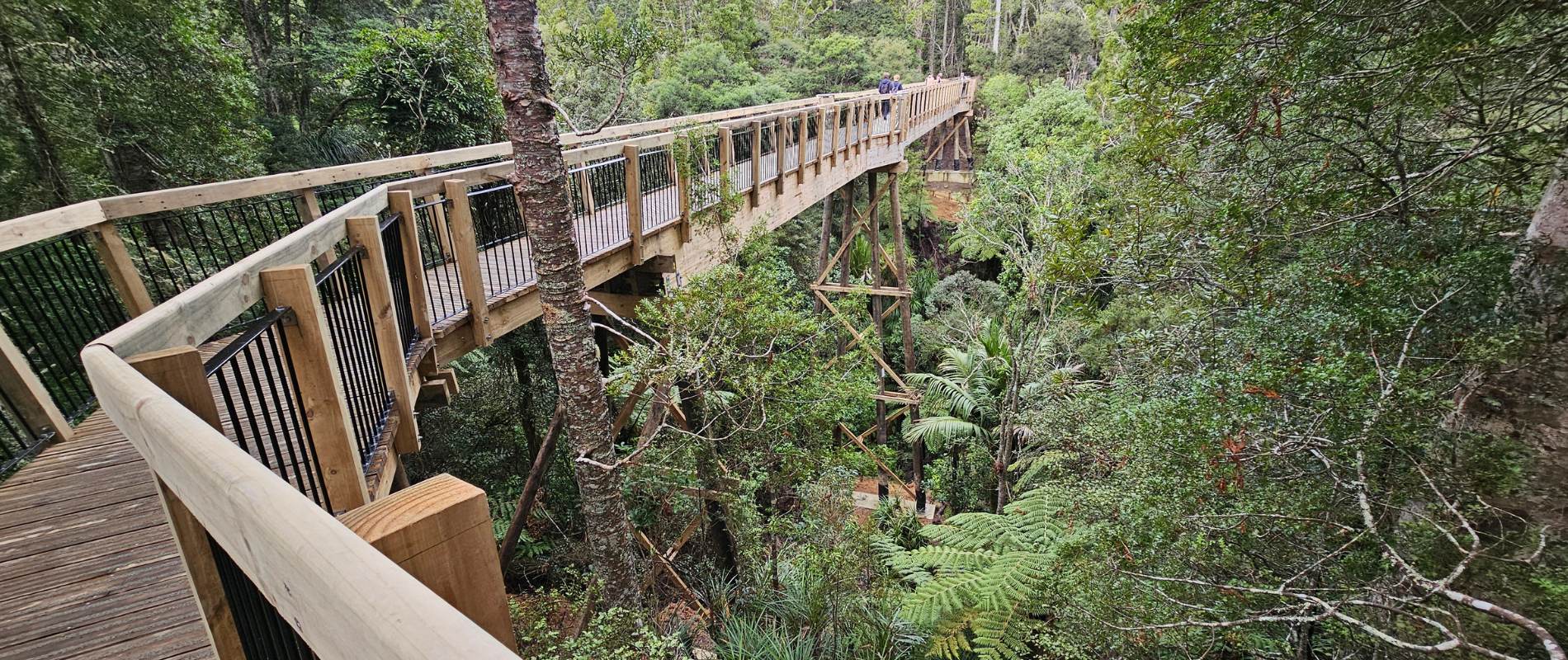 Kauri Glen Treetops Loop Walk