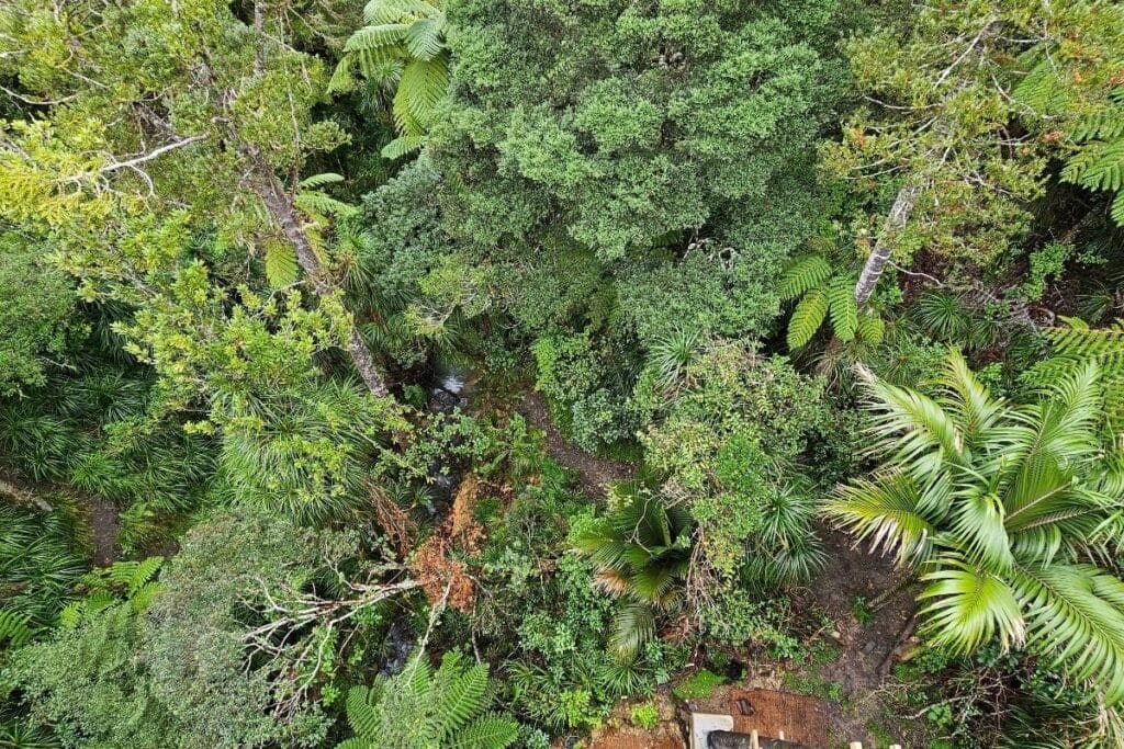 Looking down to the bush below from the wooden walkway on the Kauri Glen walk