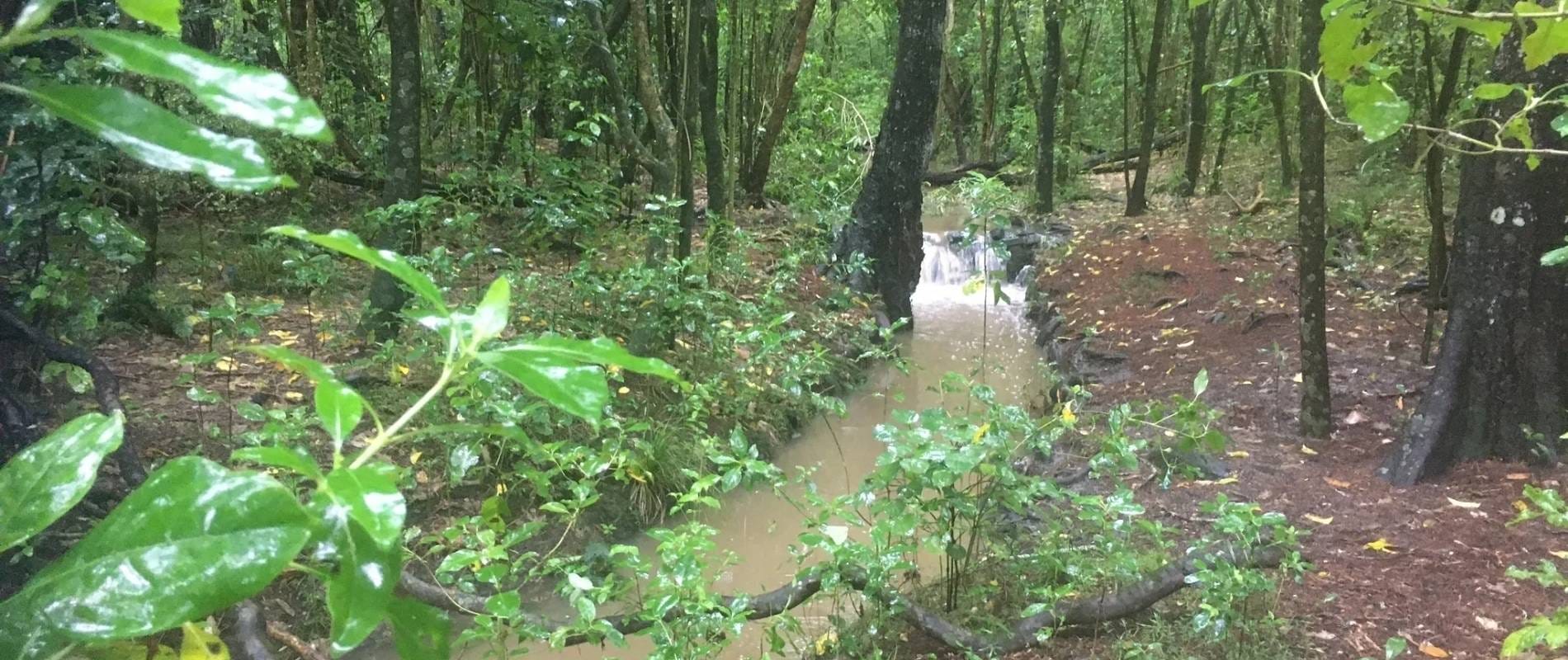 Check Out Smith's Bush Walk in Northcote A Nature Lover's Dream