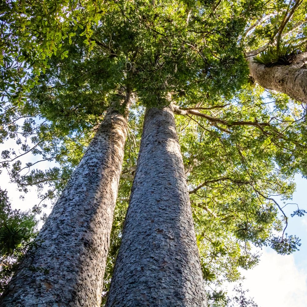 Kauri trees on the Montana Heritage Trail in the Cascade Kauri Park in Auckland