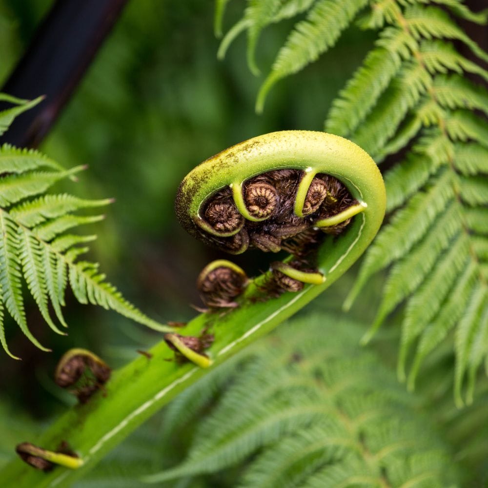 New Zealand Fern on the Montana Heritage Trail in the Cascade Kauri Park in Auckland