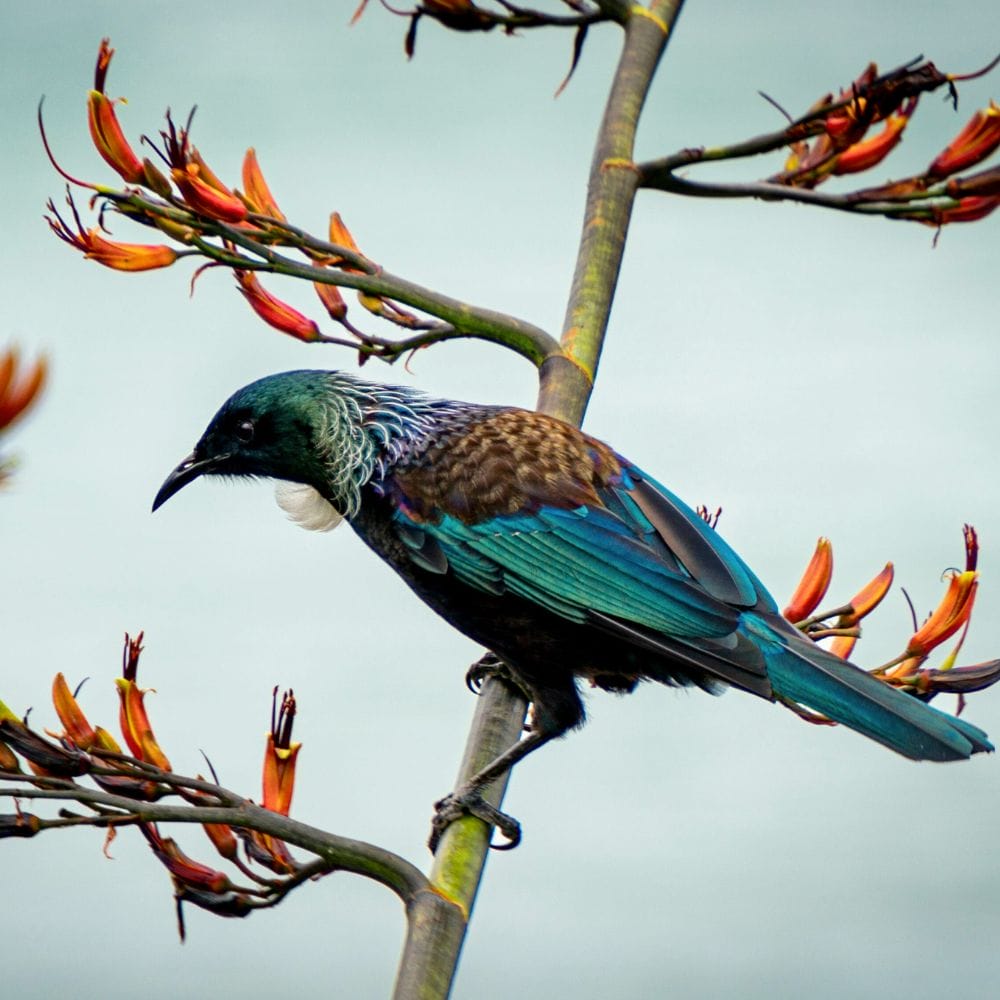 New Zealand Tui in the Cascade Kauri Park in Auckland