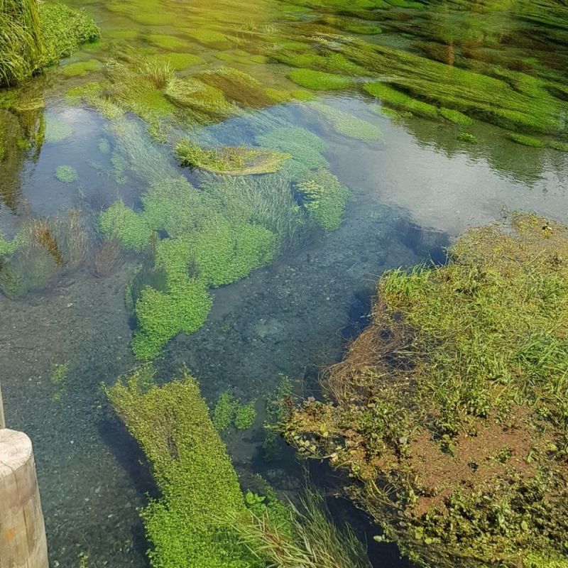 Clear water in the Blue Spring in Putaruru