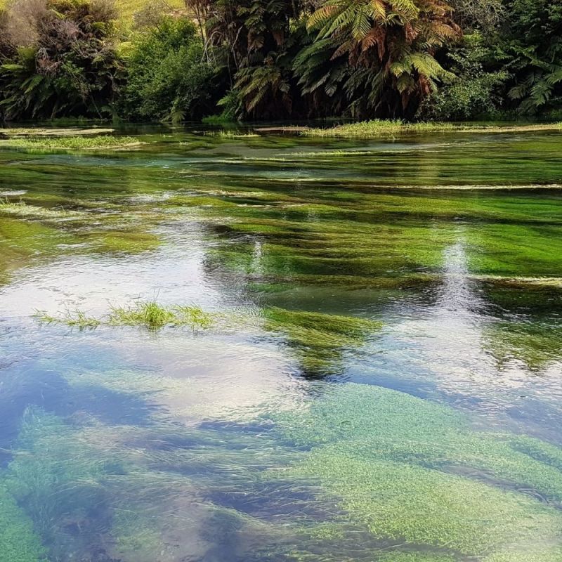 Clear water in the Blue Spring in Putaruru