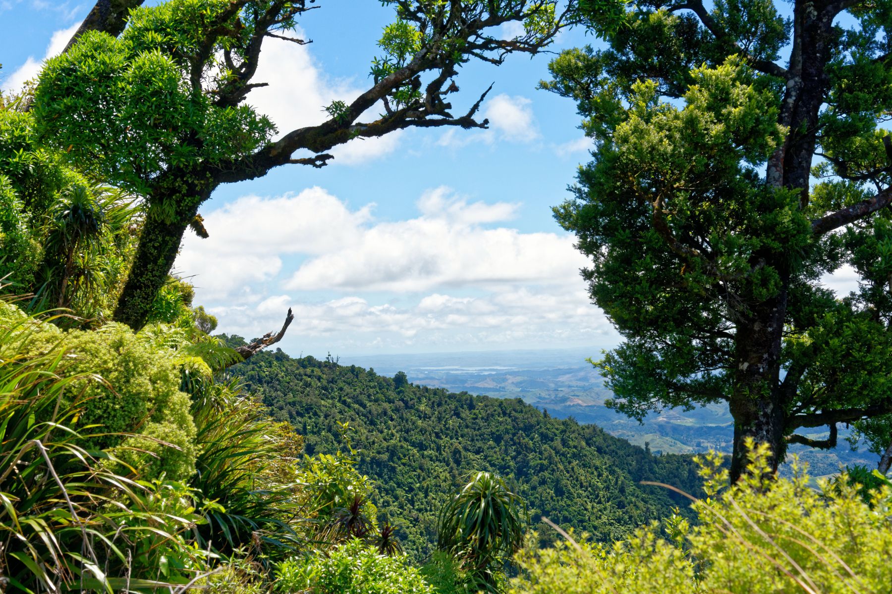 Ruapane summit lookout on Mt Pirongia walks and hiking