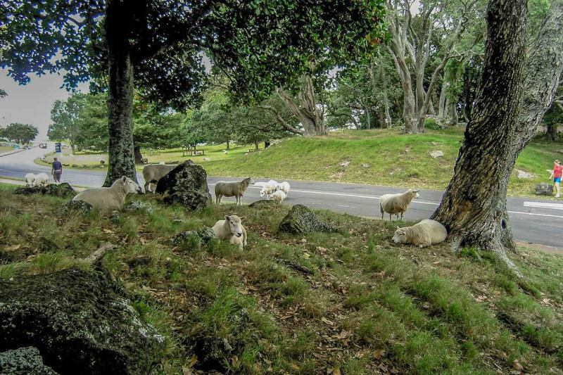 Lambs and sheep on One Tree Hill in Auckland