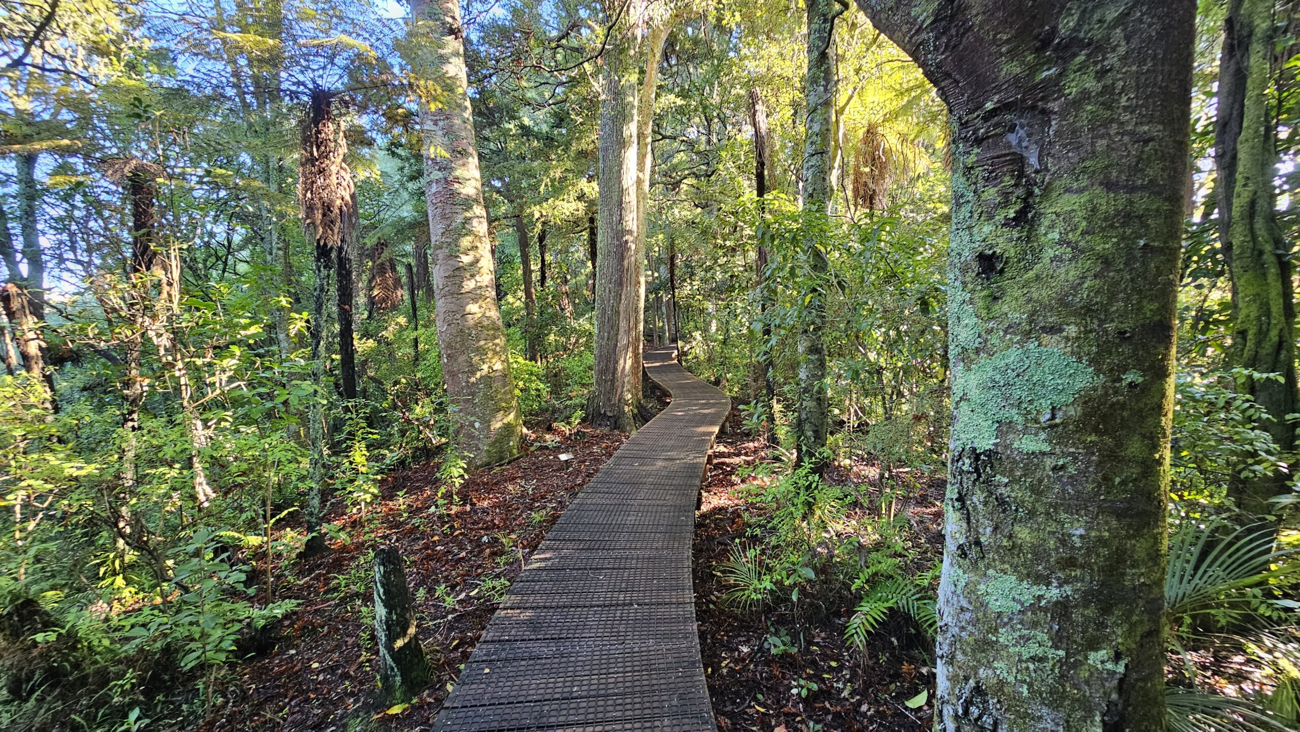 Kauri Park Loop Walk, Warkworth