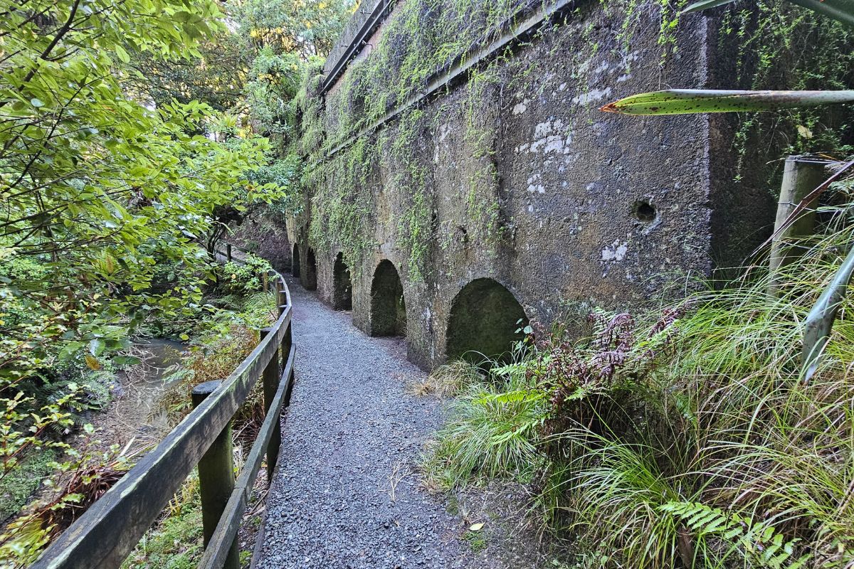 Kauri Park Loop Walk in Warkworth, Auckland