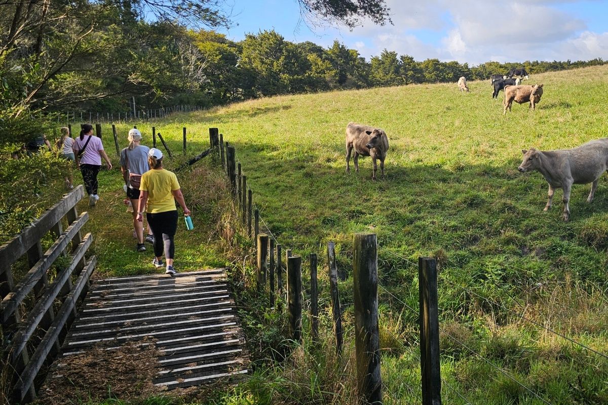 Mahurangi Farm-Forestry Trail